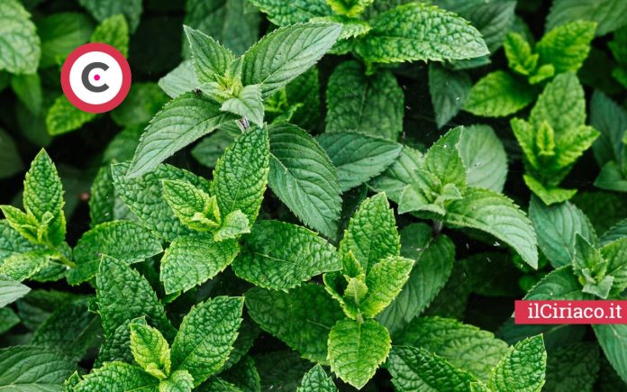 Congelare la menta ilCiriaco.it