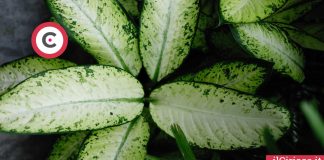 Dieffenbachia seguine pianta tossica ilCiriaco.it 