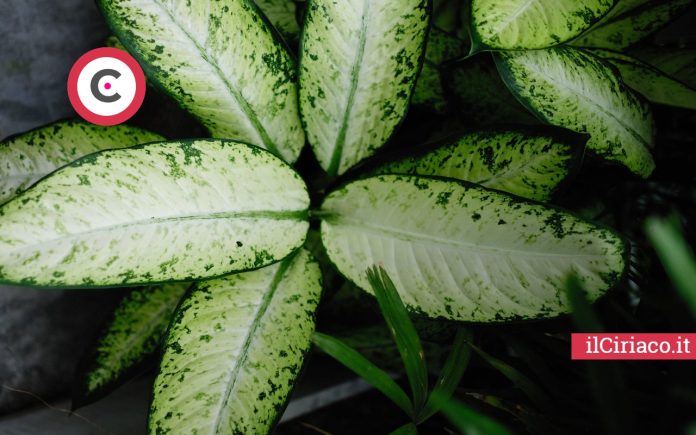 Dieffenbachia seguine pianta tossica ilCiriaco.it 