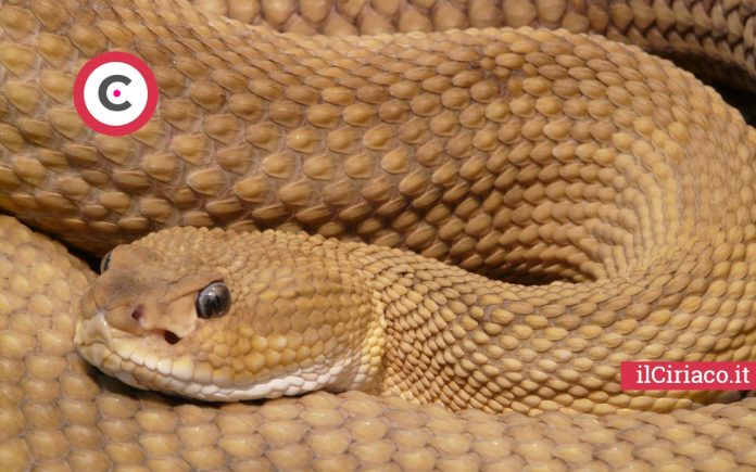 Dove si trovano i serpenti piu pericolosi ilCiriaco.it 
