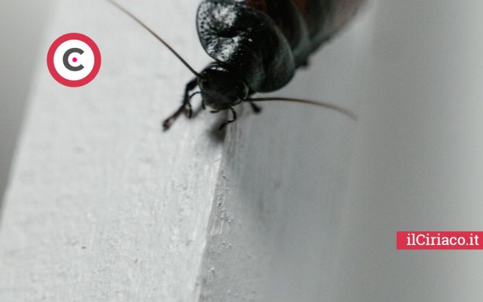 Eliminare scarafaggi in casa ilCiriaco.it 