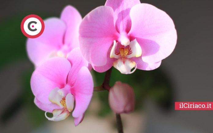 Foglie gialle orchidea ilCiriaco.it