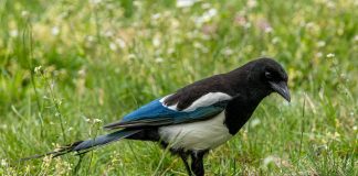 La gazza ladra può diventare pericolosa ilCiriaco it