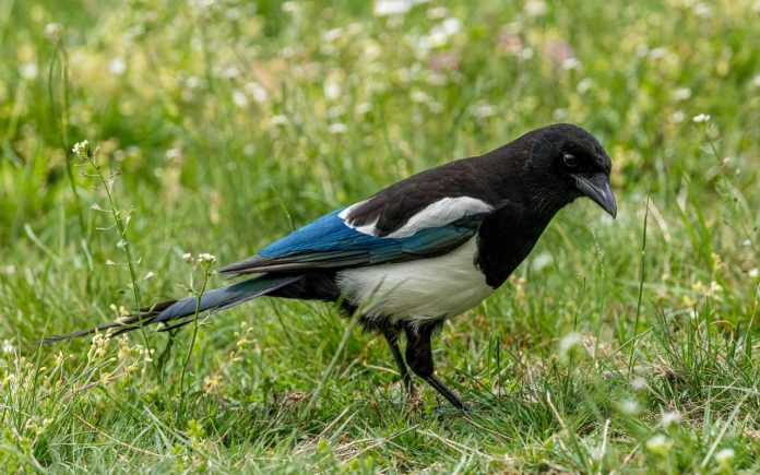 La gazza ladra può diventare pericolosa ilCiriaco it