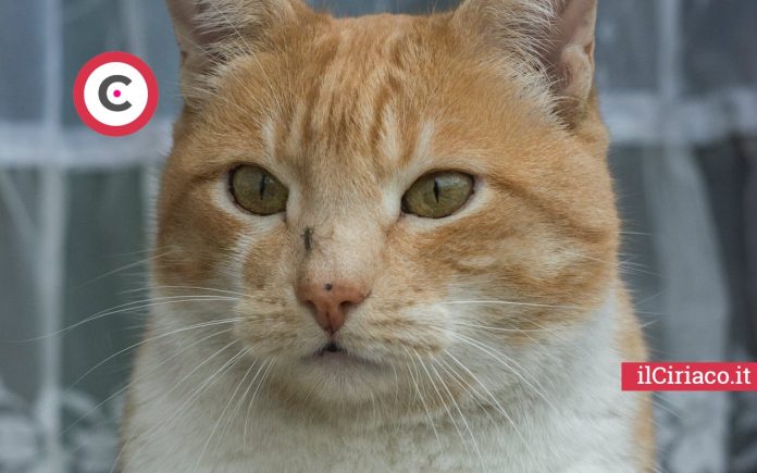 Le zanzare pungono cani e gatti ilCiriaco.it 