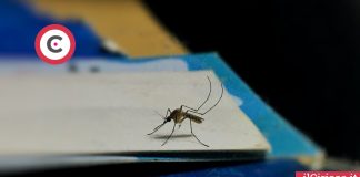 Le zanzare sono attratte dalla luce ilCiriaco.it 