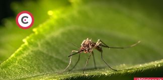 Rimedi contro le zanzare olio di neem ilCiriaco.it 
