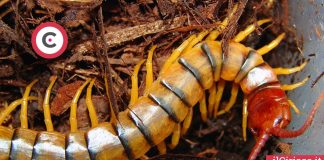 Scolopendra ilCiriaco.it 
