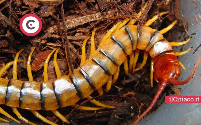 Scolopendra ilCiriaco.it 