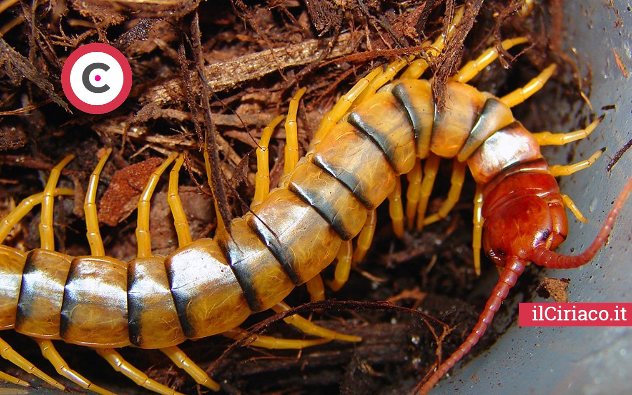 Scolopendra ilCiriaco.it