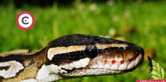 Serpente nel giardino famiglia Rossi ilCiriaco.it 