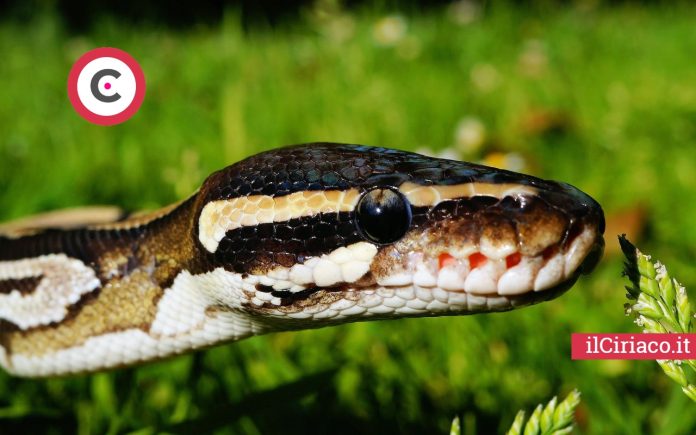 Serpente nel giardino famiglia Rossi ilCiriaco.it 