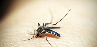 Ultrasuoni contro le zanzare ilCiriaco it