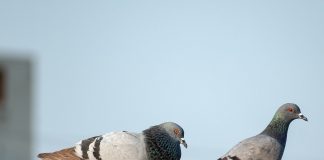 birds 7921816 1280