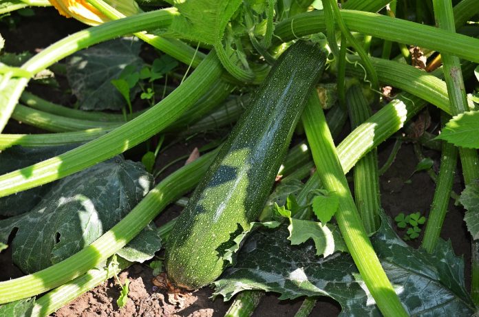 courgette 847094 1280