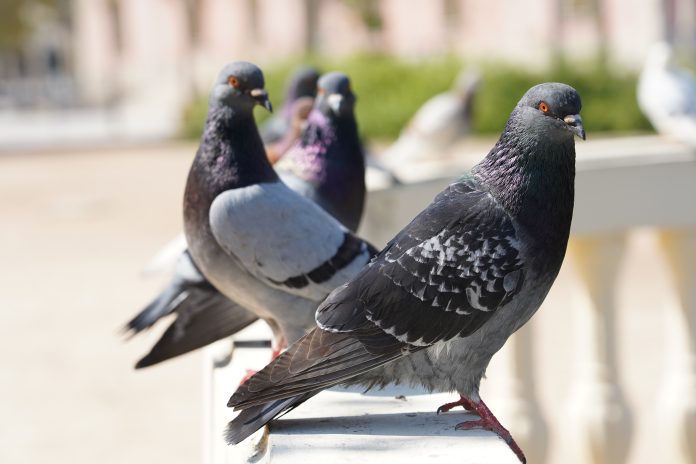 Closeup selective focus shot of pigeons in a park with greenery on the background
