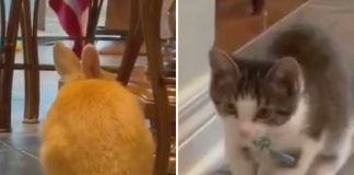 Un gattino che si crede un coniglio