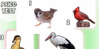 Test della personalità sugli uccellini