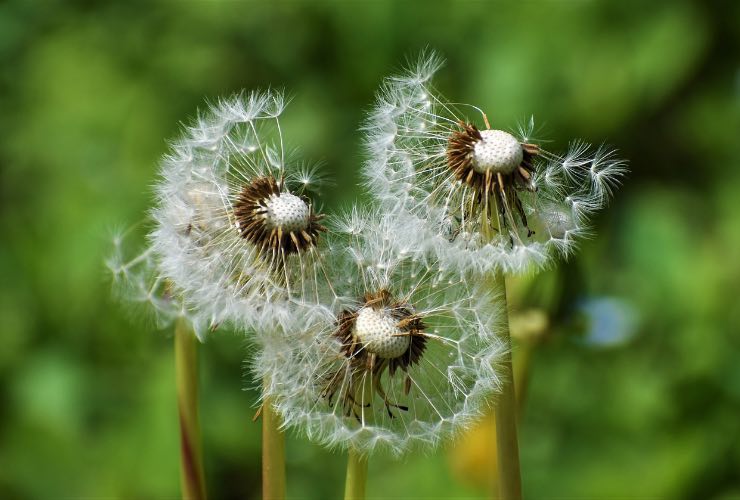 difendersi dalle allergie in autunno