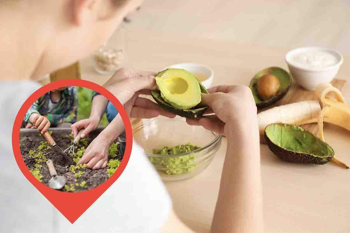 come coltivare in casa l'avocado