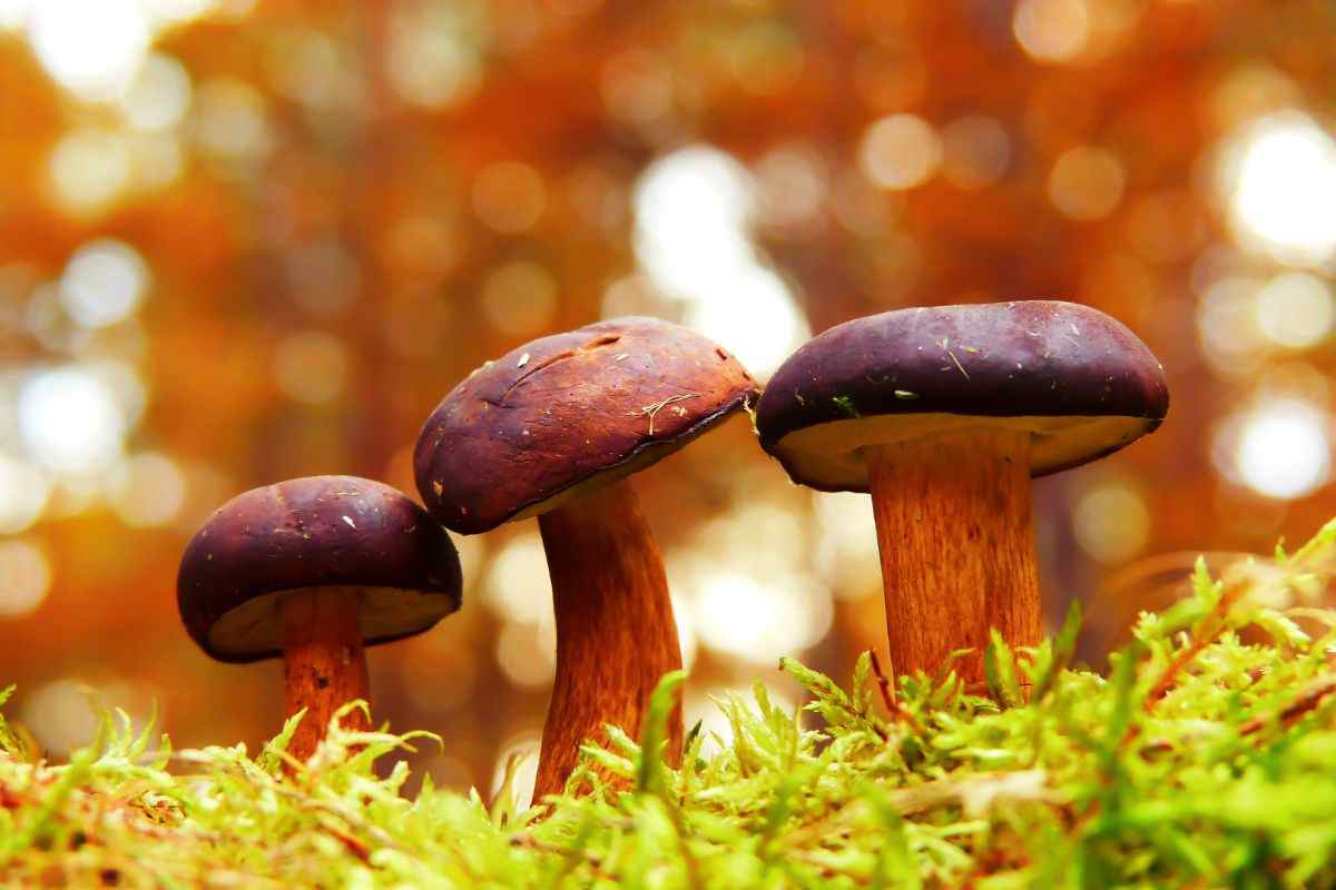 Trucco per riconoscere i funghi buoni