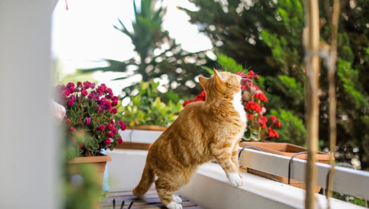 balcone in sicurezza con un gatto