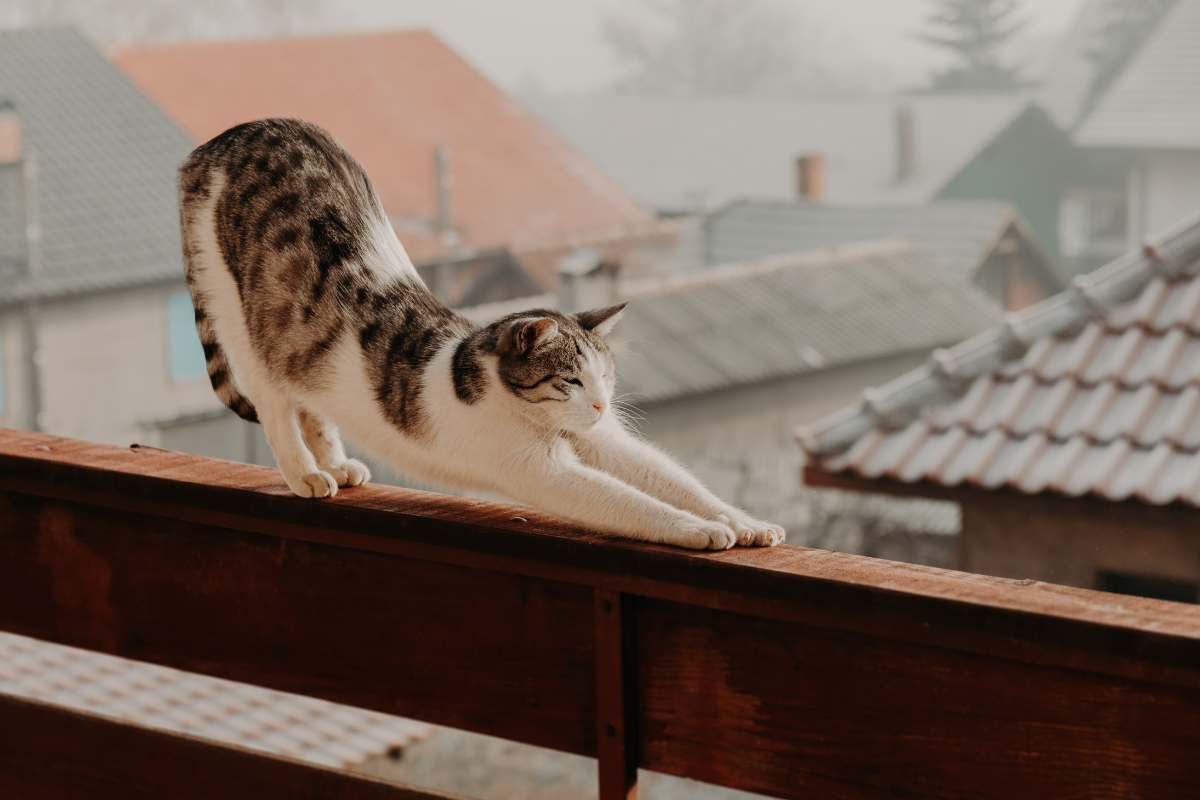 balcone in sicurezza con un gatto