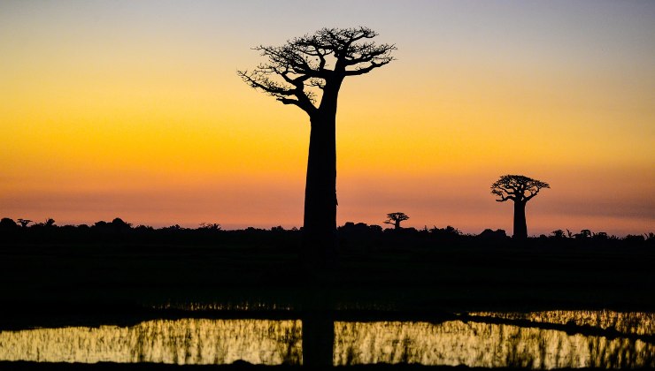 Baobab in Madagascar 