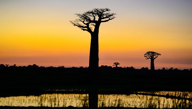 Baobab på Madagaskar 