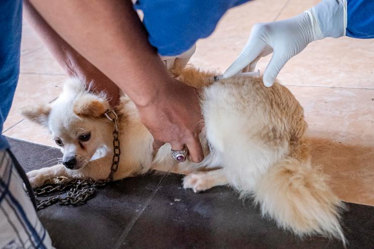 sostanze tossiche cane attenzione