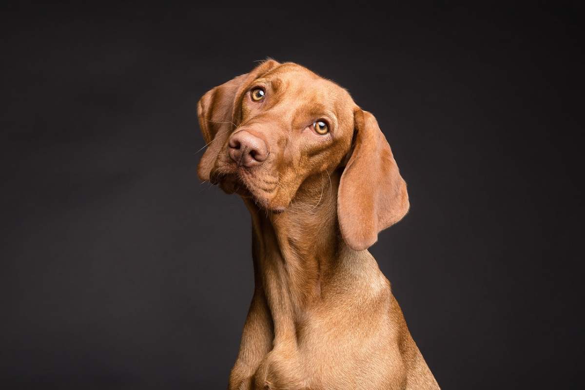 Il farmaco allunga-la-vita per i cani di grossa taglia: ecco di cosa si tratta