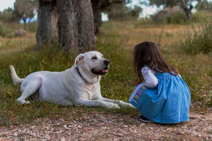 Il farmaco allunga-la-vita per i cani di grossa taglia: vediamo di cosa si tratta