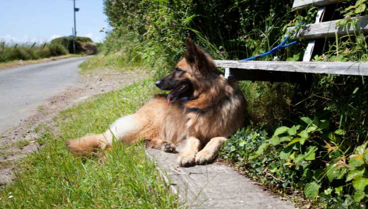 Fino a 7 anni di carcere per chi abbandona un animale in strada