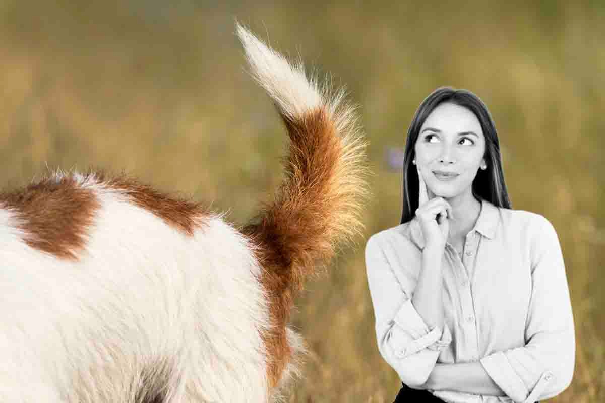 Coda dei cani: perché la muovono spesso