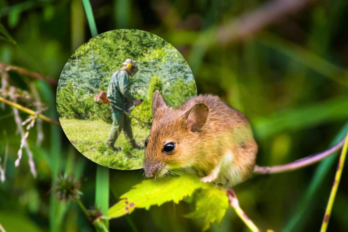 topi giardino casa liberarsene con ausilio tecnologia