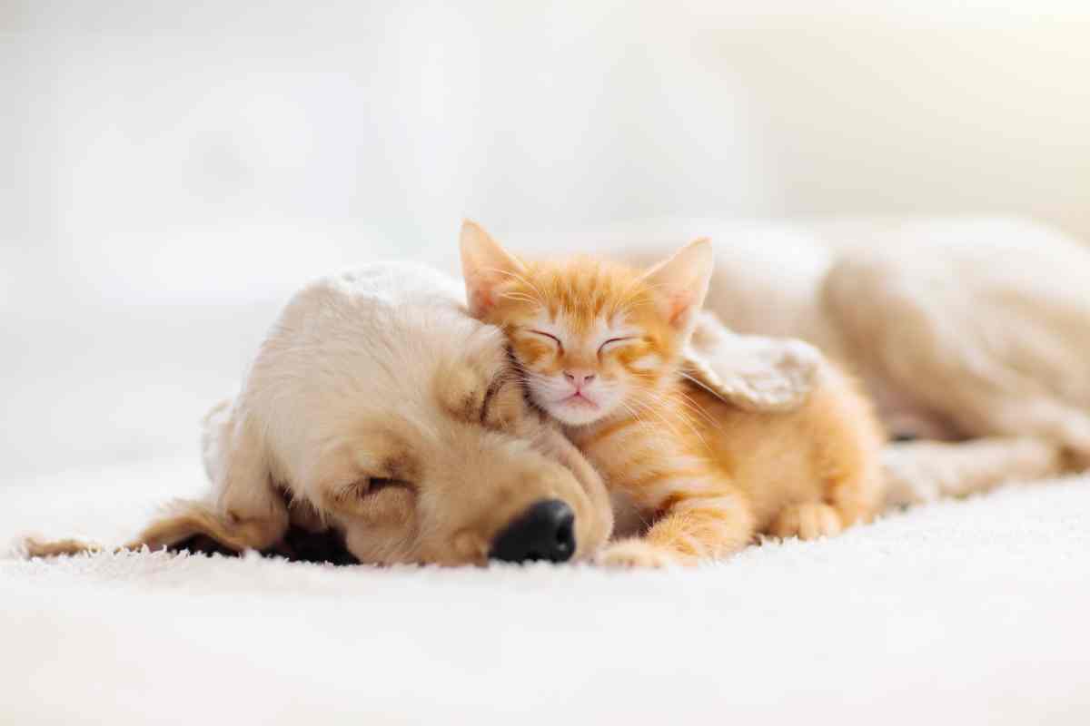 Dormire con cane e gatto animali domestici benefici e controindicazioni