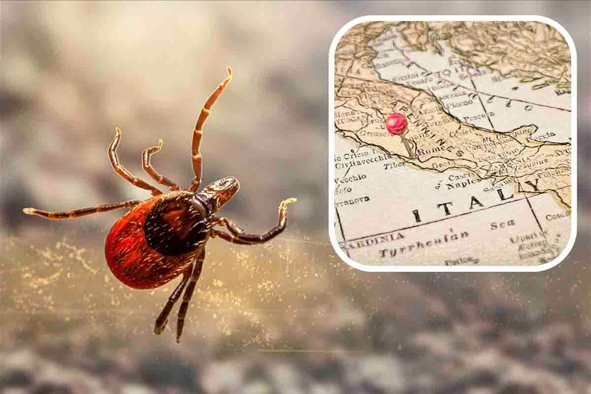 Zecche, il virus è anche in Italia